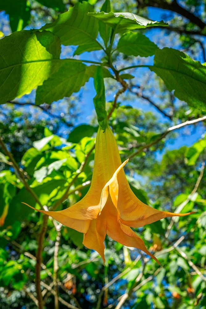 Angels Trumpet flower art print by Lisa S. Engelbrecht for $57.95 CAD