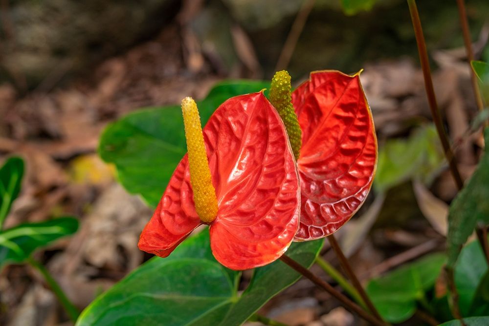 Anthurium art print by Lisa S. Engelbrecht for $57.95 CAD
