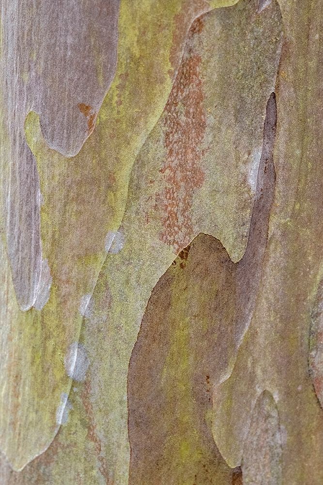 Bark of Crape Myrtle tree art print by Lisa S. Engelbrecht for $57.95 CAD