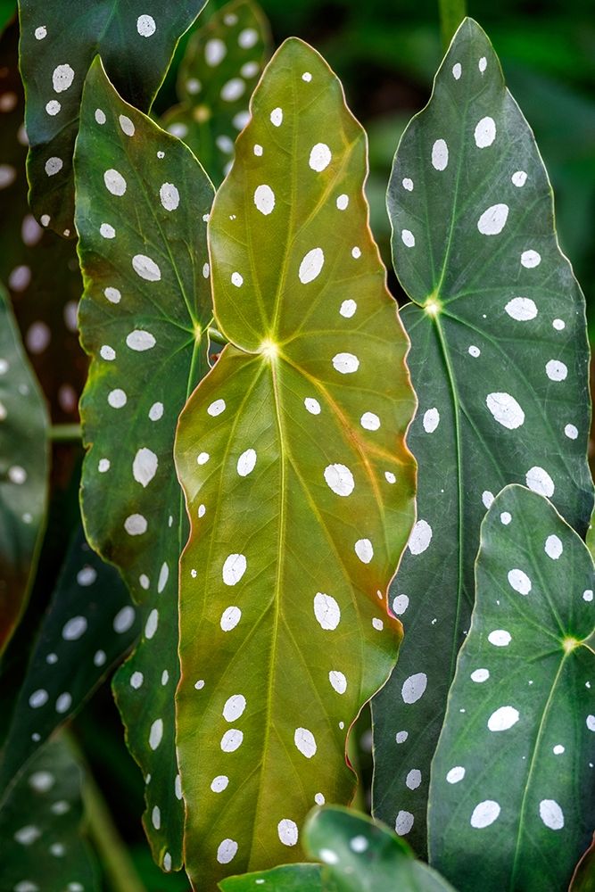 Begonia Maculata-Polka dot Begonia art print by Lisa S. Engelbrecht for $57.95 CAD