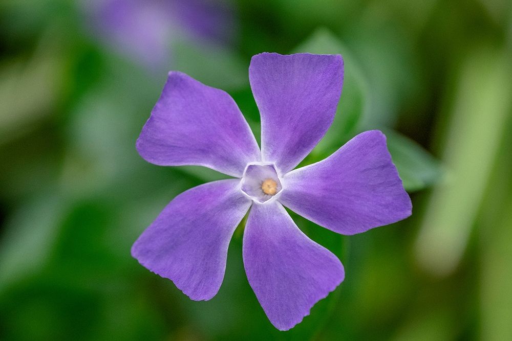Bigleaf Periwinkle art print by Lisa S. Engelbrecht for $57.95 CAD