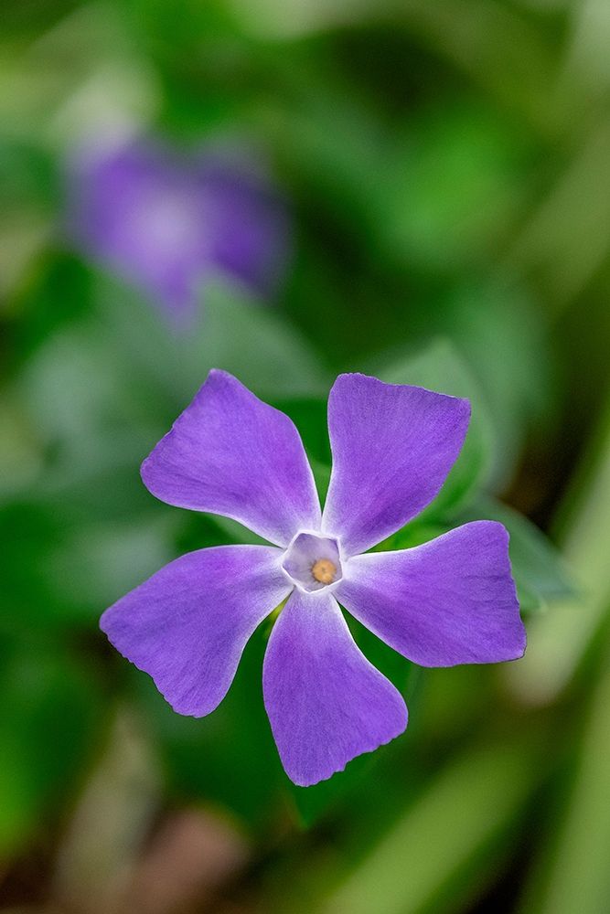 Bigleaf Periwinkle art print by Lisa S. Engelbrecht for $57.95 CAD