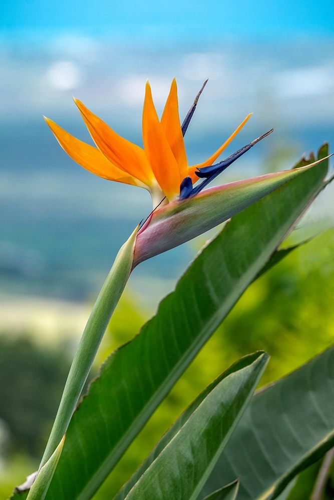 Bird of Paradise art print by Lisa S. Engelbrecht for $57.95 CAD