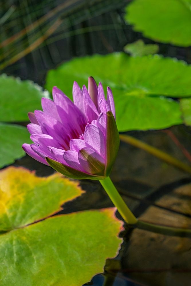 Blue Cape Water lily art print by Lisa S. Engelbrecht for $57.95 CAD