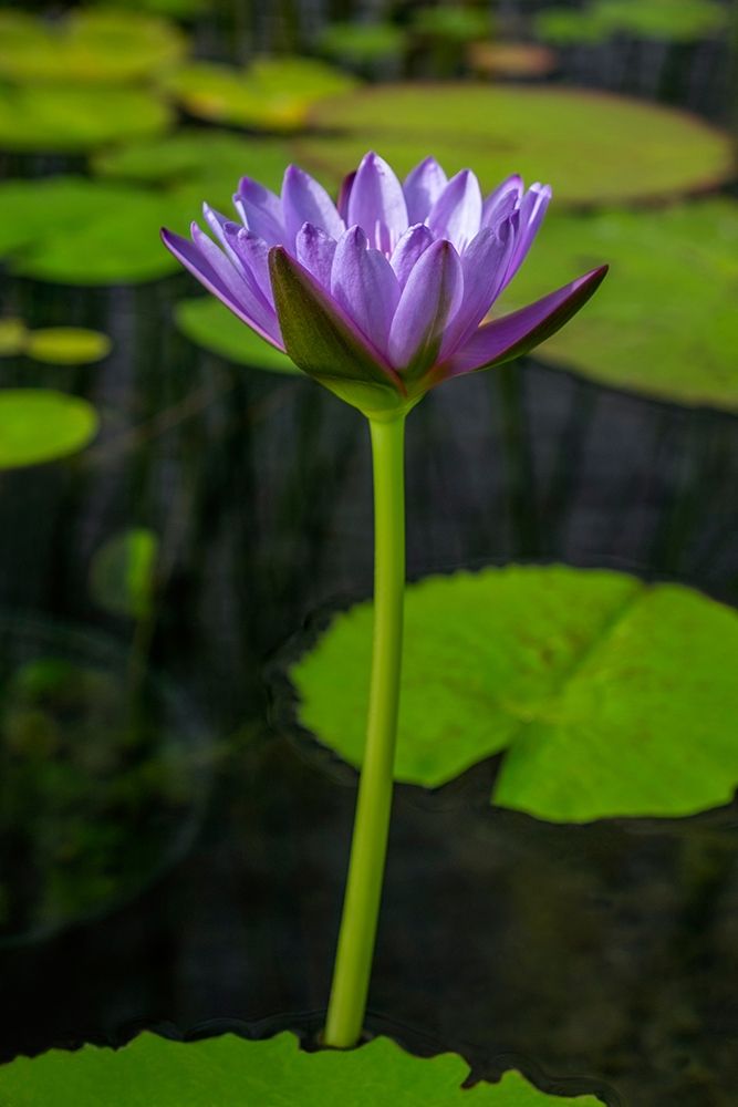 Blue Cape Water lily art print by Lisa S. Engelbrecht for $57.95 CAD