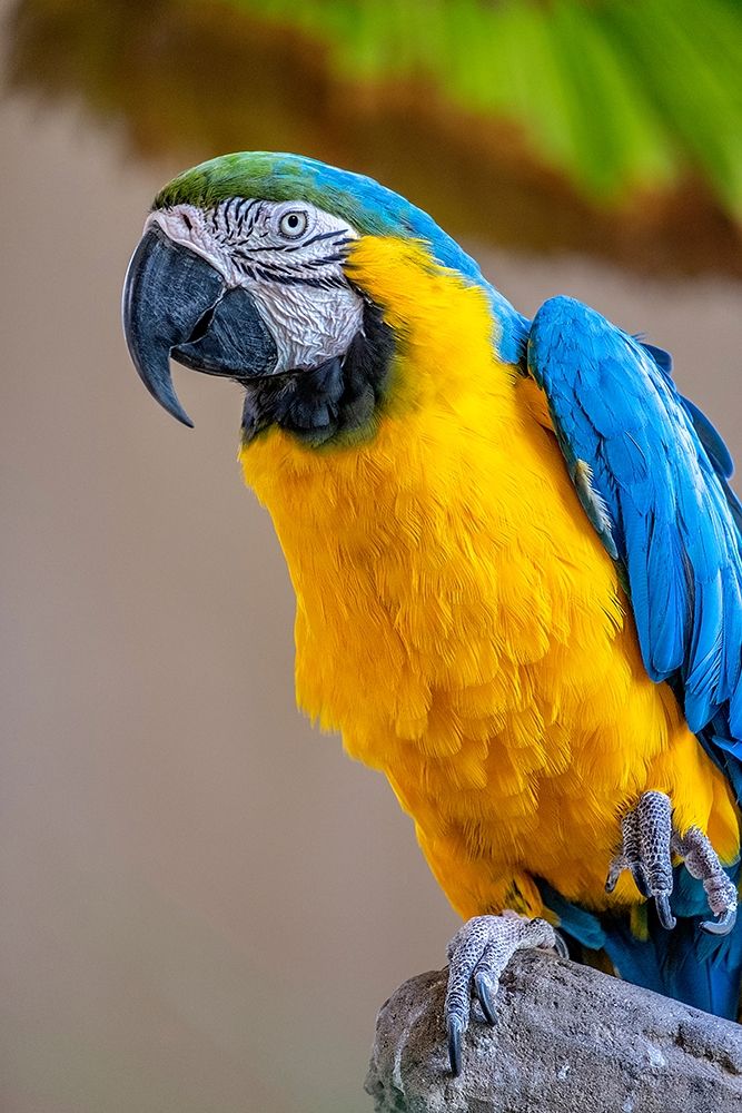 Blue-and-yellow Macaw art print by Lisa S. Engelbrecht for $57.95 CAD