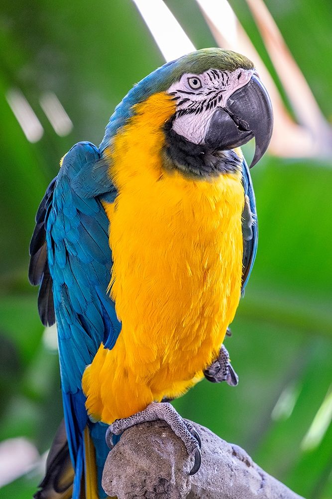 Blue-and-yellow Macaw art print by Lisa S. Engelbrecht for $57.95 CAD