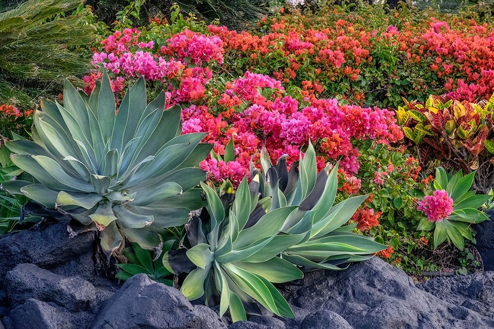 Bougainvillea in tropical garden art print by Lisa S. Engelbrecht for $57.95 CAD