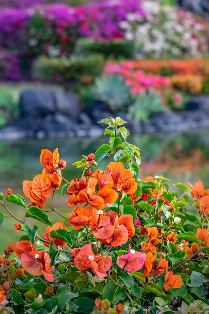 Bougainvillea in tropical garden art print by Lisa S. Engelbrecht for $57.95 CAD