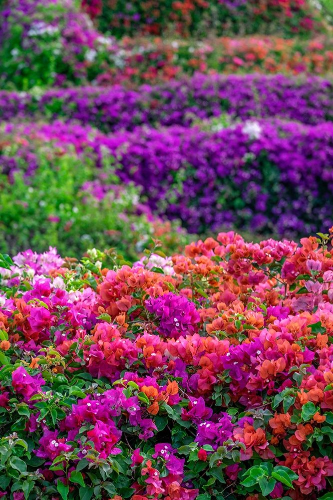 Bougainvillea in tropical garden art print by Lisa S. Engelbrecht for $57.95 CAD