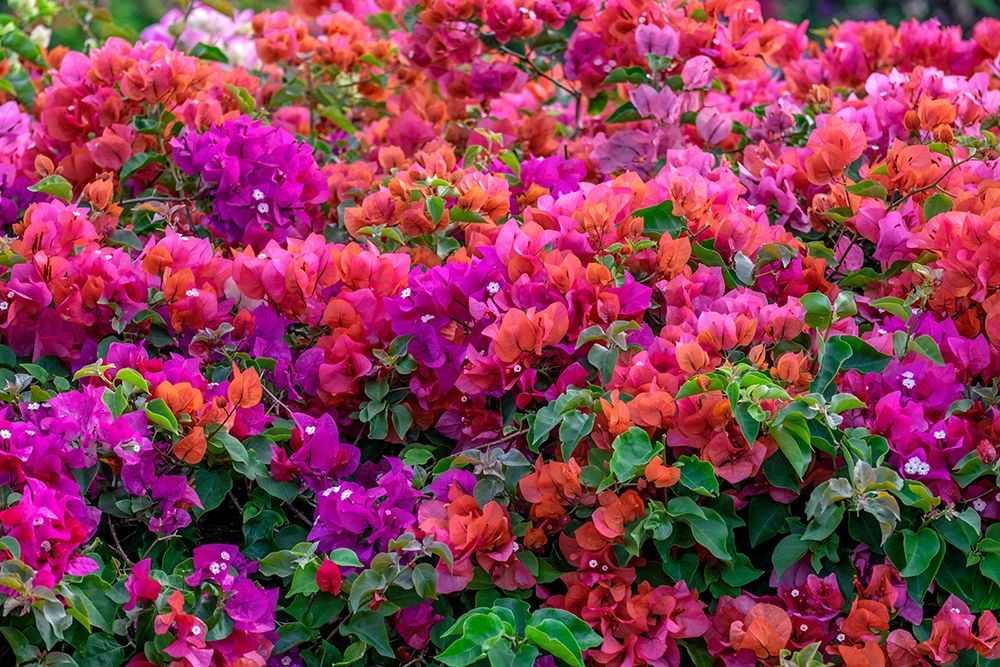 Bougainvillea in tropical garden art print by Lisa S. Engelbrecht for $57.95 CAD