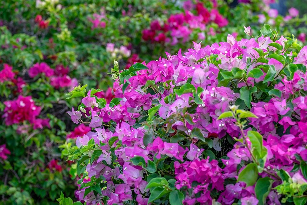 Bougainvillea in tropical garden art print by Lisa S. Engelbrecht for $57.95 CAD