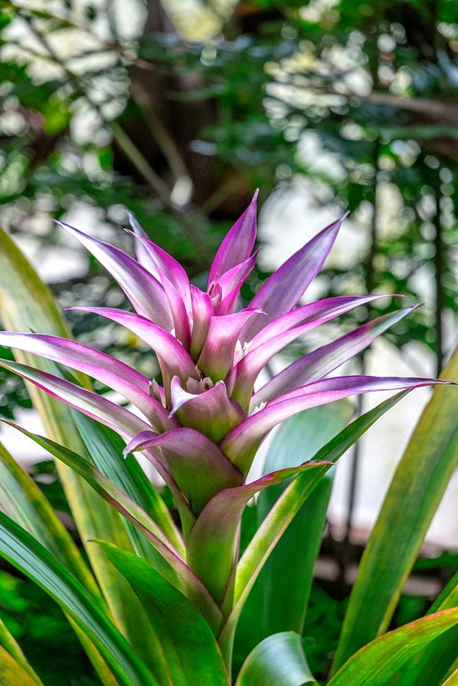 Bromeliad art print by Lisa S. Engelbrecht for $57.95 CAD