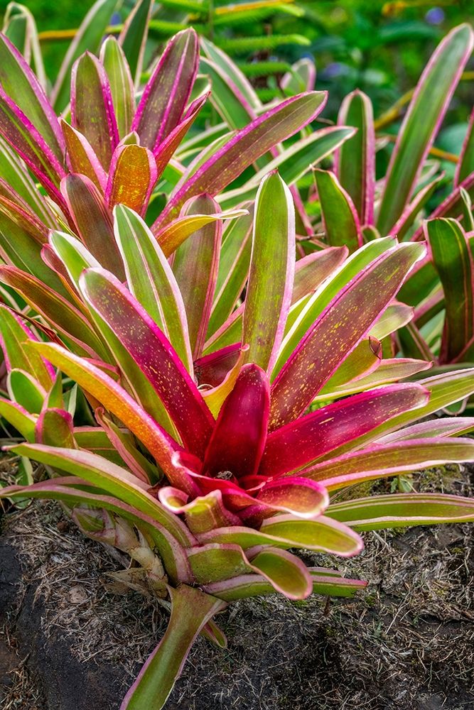 Bromeliad art print by Lisa S. Engelbrecht for $57.95 CAD
