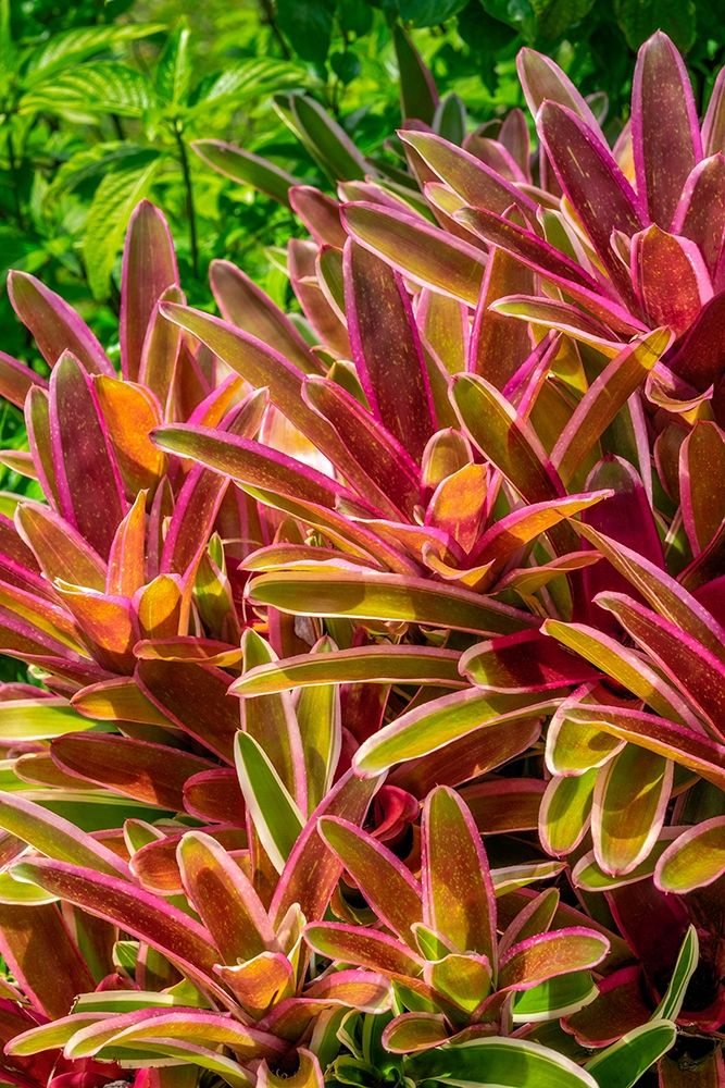 Bromeliad art print by Lisa S. Engelbrecht for $57.95 CAD
