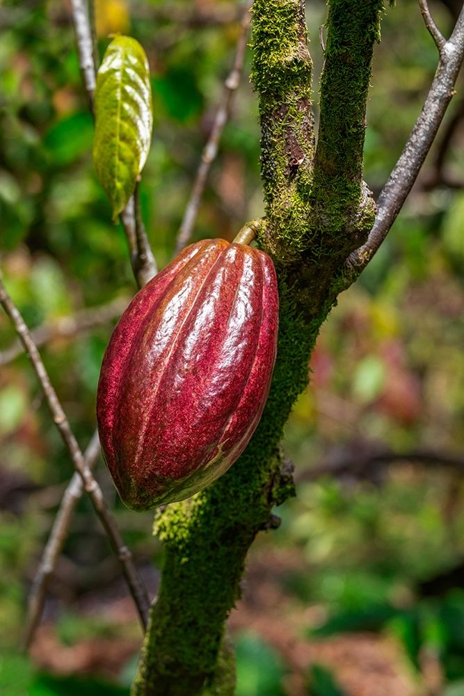 Cacao fruit art print by Lisa S. Engelbrecht for $57.95 CAD
