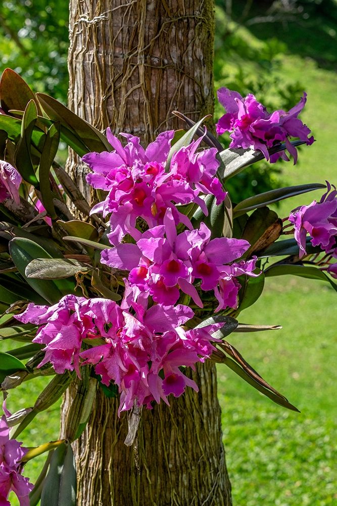 Cattleya Orchid art print by Lisa S. Engelbrecht for $57.95 CAD