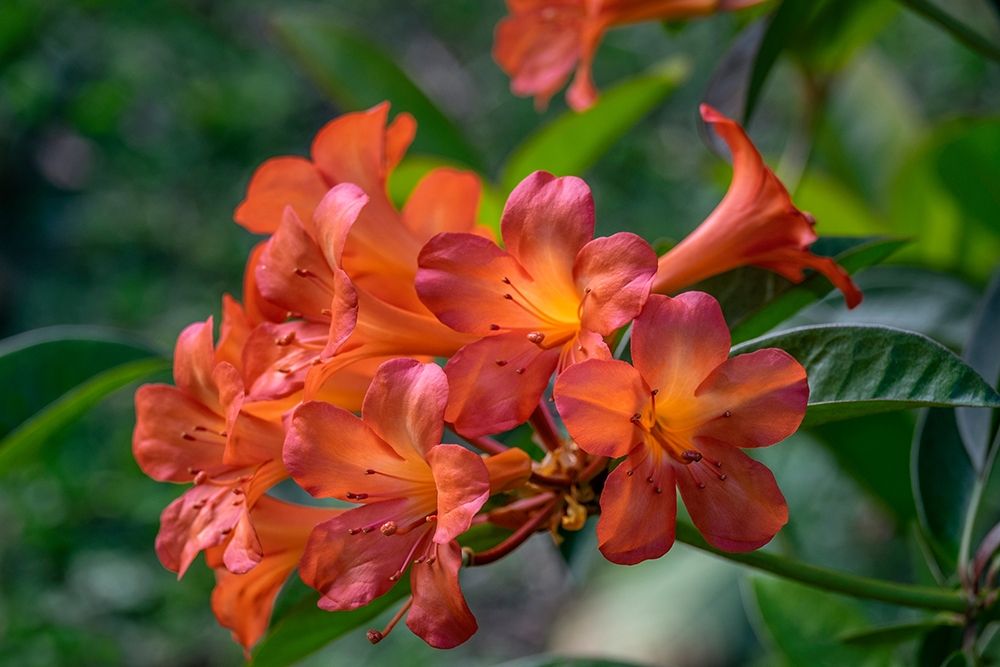 Clivia flower art print by Lisa S. Engelbrecht for $57.95 CAD