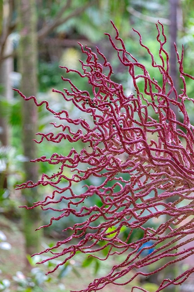 Coral-like inflorescence on palm tree art print by Lisa S. Engelbrecht for $57.95 CAD
