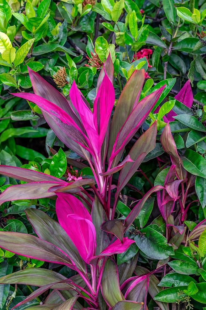 Cordyline fruticosa-Ti plant art print by Lisa S. Engelbrecht for $57.95 CAD
