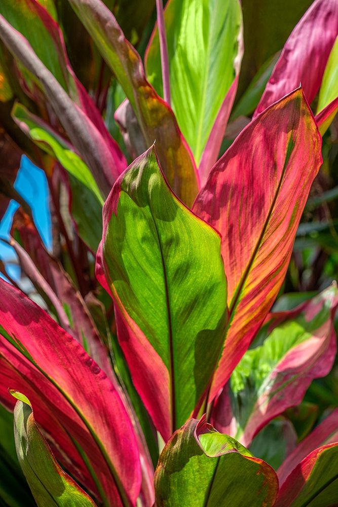 Cordyline fruticosa-Ti plant art print by Lisa S. Engelbrecht for $57.95 CAD