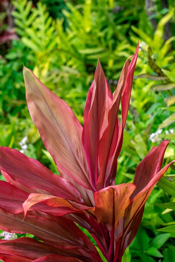 Cordyline fruticosa-Ti plant art print by Lisa S. Engelbrecht for $57.95 CAD