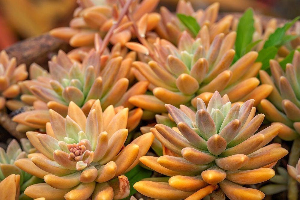 Crassulaceae-succulent art print by Lisa S. Engelbrecht for $57.95 CAD
