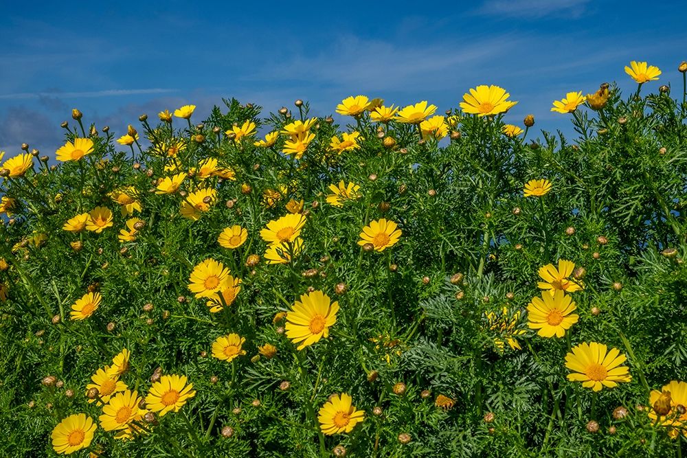 Crown daisy art print by Lisa S. Engelbrecht for $57.95 CAD