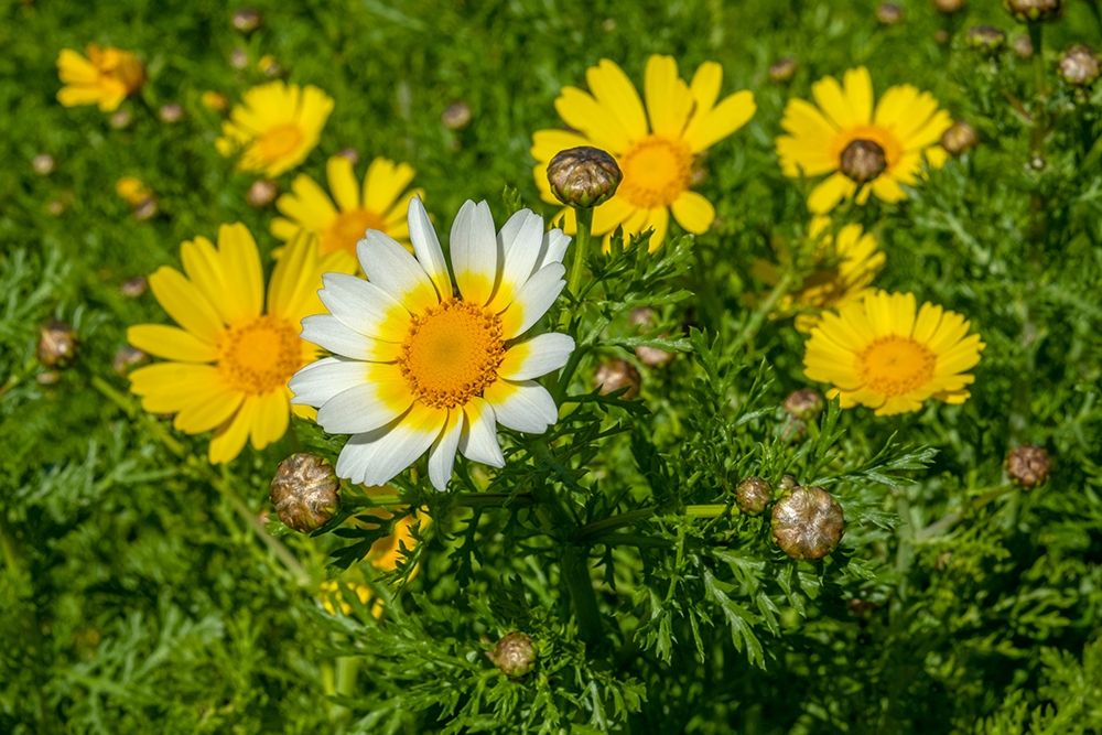 Crown daisy art print by Lisa S. Engelbrecht for $57.95 CAD