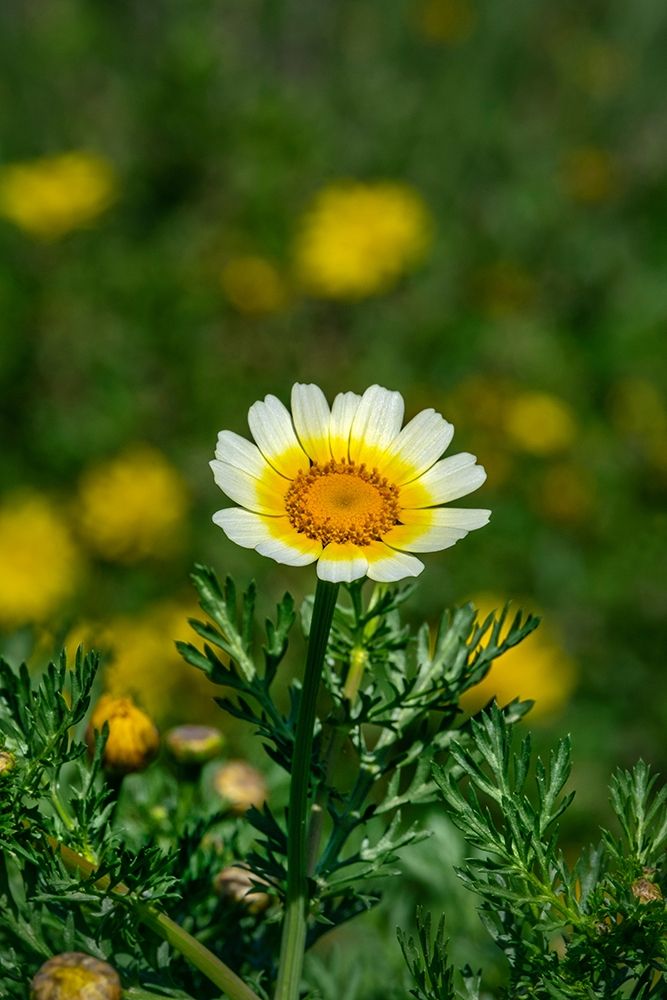 Crown daisy art print by Lisa S. Engelbrecht for $57.95 CAD