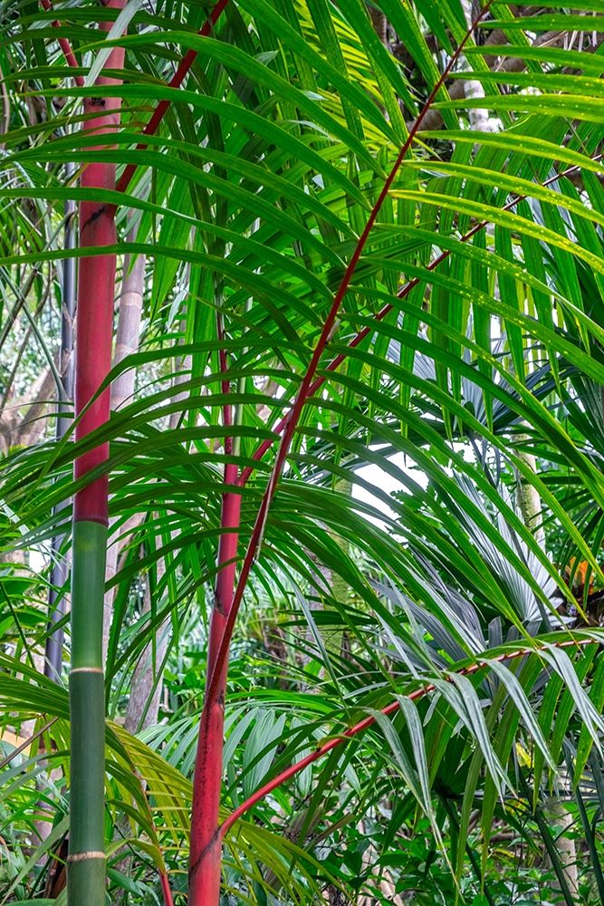 Cyrtostachys renda-palm tree art print by Lisa S. Engelbrecht for $57.95 CAD