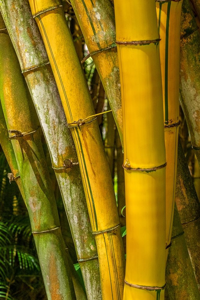 Detail of golden bamboo art print by Lisa S. Engelbrecht for $57.95 CAD