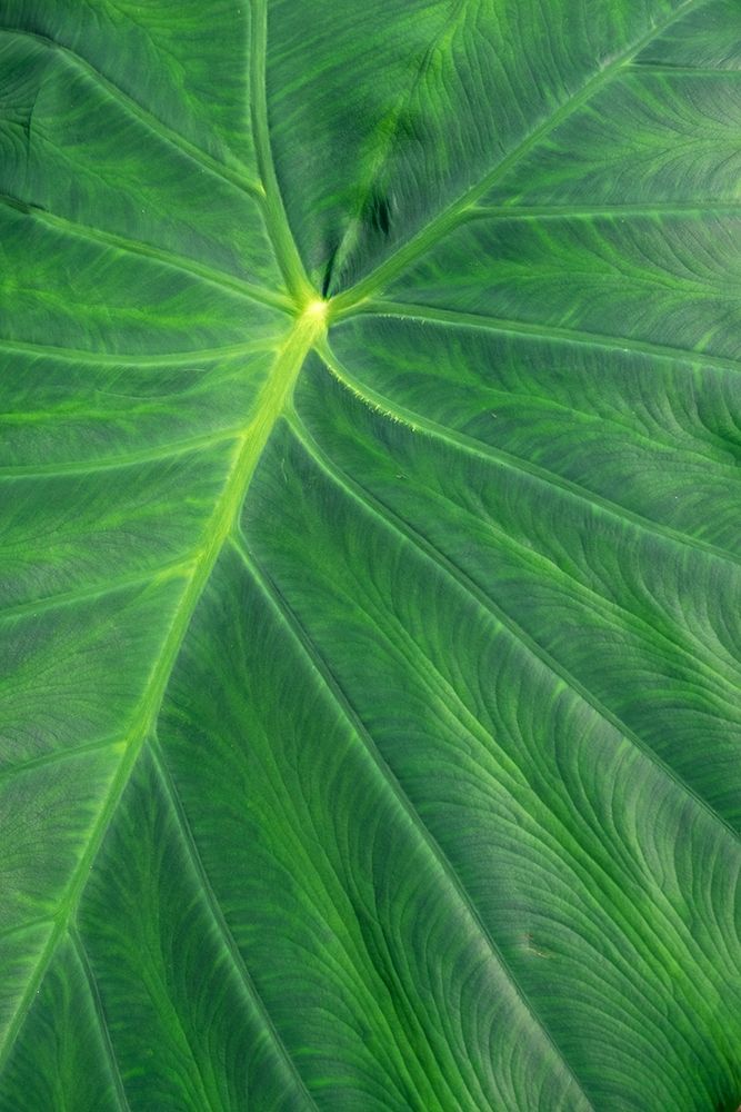 Detail of large tropical leaf art print by Lisa S. Engelbrecht for $57.95 CAD