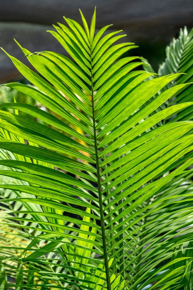 Detail of palm fronds art print by Lisa S. Engelbrecht for $57.95 CAD