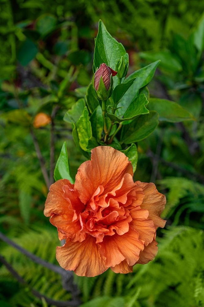 Double bloom-Orange Hibiscus art print by Lisa S. Engelbrecht for $57.95 CAD