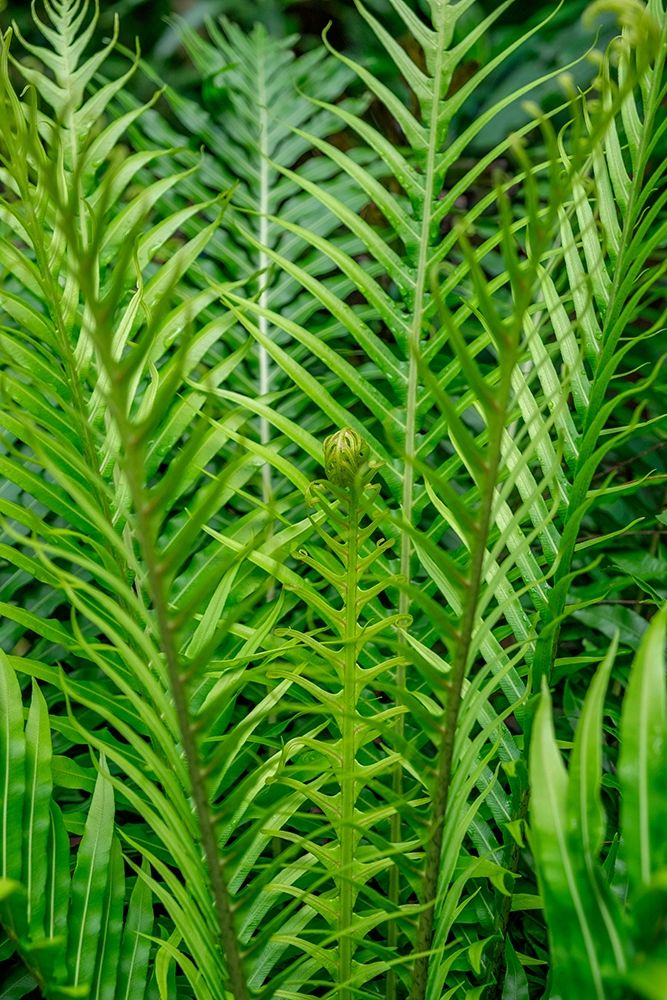 Fern art print by Lisa S. Engelbrecht for $57.95 CAD