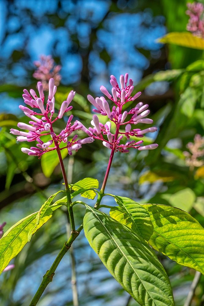 Firespike plant art print by Lisa S. Engelbrecht for $57.95 CAD