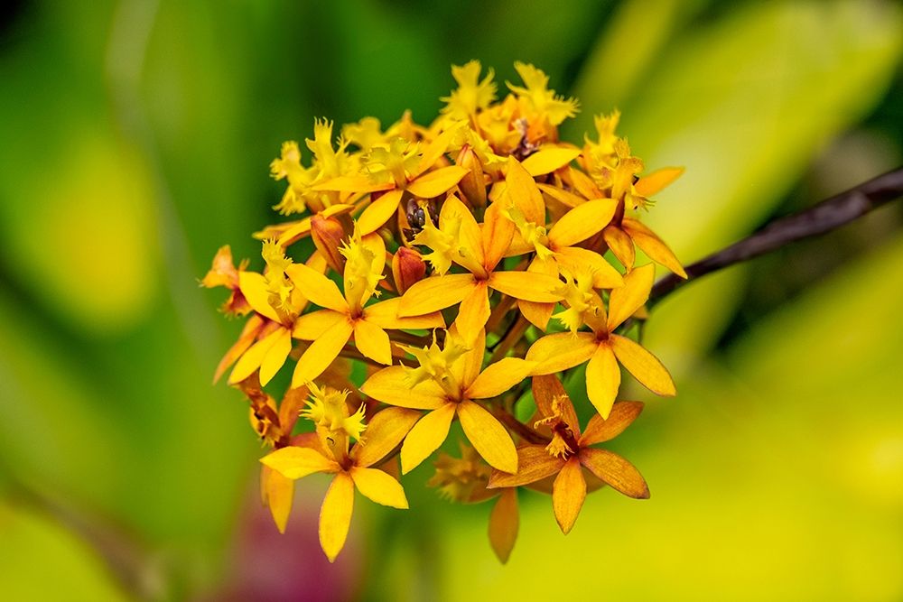 Fire-star Orchid art print by Lisa S. Engelbrecht for $57.95 CAD
