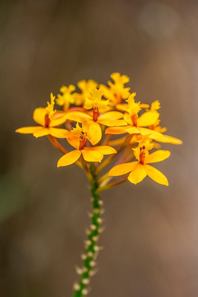 Fire-star Orchid art print by Lisa S. Engelbrecht for $57.95 CAD