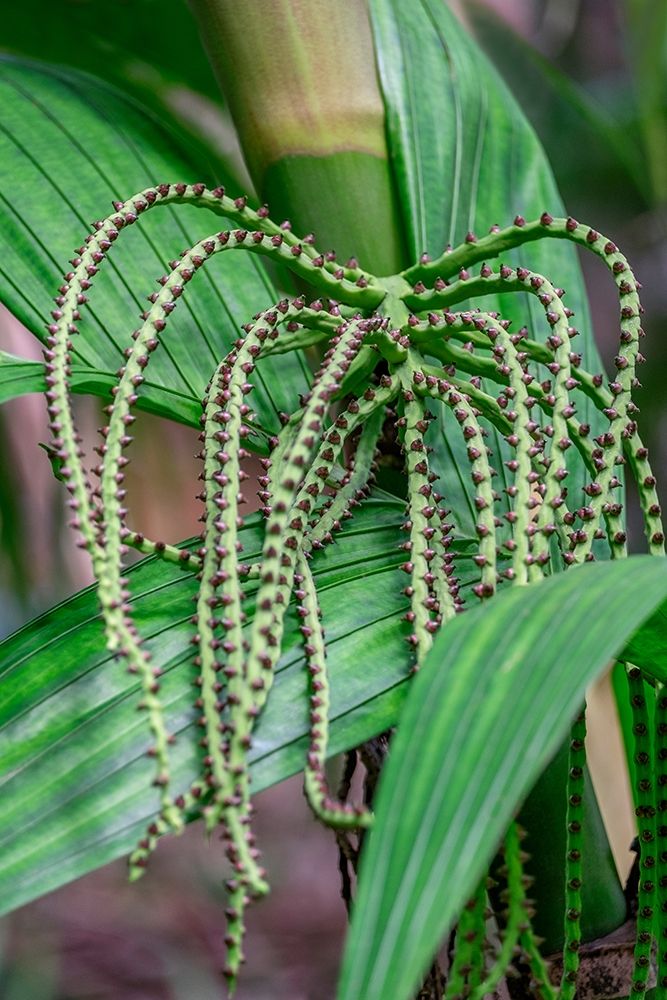 Flower of a Chamaedorea palm tree art print by Lisa S. Engelbrecht for $57.95 CAD