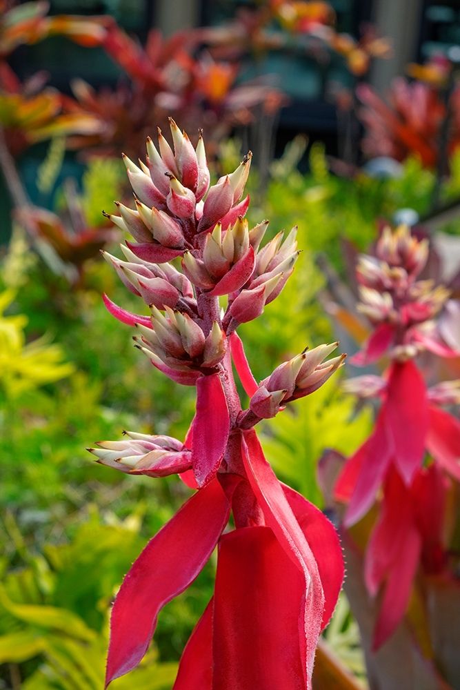 Flowering Aechmea plant art print by Lisa S. Engelbrecht for $57.95 CAD