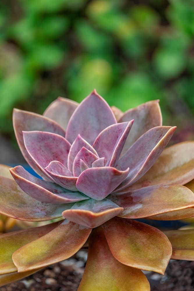 Ghost plant-succulent art print by Lisa S. Engelbrecht for $57.95 CAD