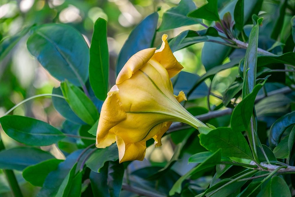 Golden Cup flower art print by Lisa S. Engelbrecht for $57.95 CAD