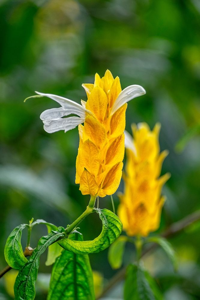 Golden Shrimp Plant-lollipop plant art print by Lisa S. Engelbrecht for $57.95 CAD