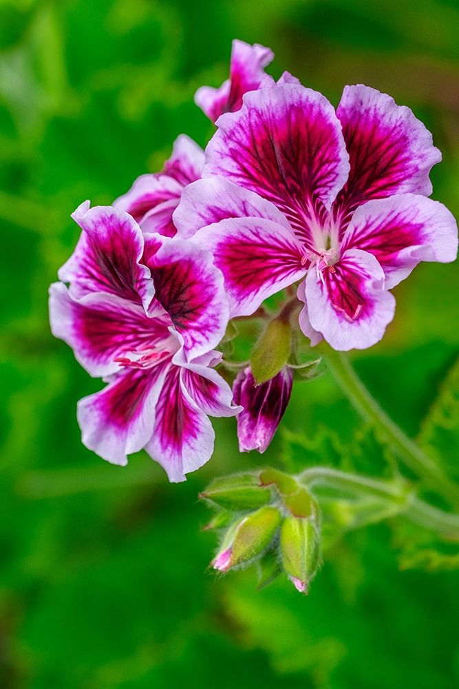 Gooseberry Geranium art print by Lisa S. Engelbrecht for $57.95 CAD