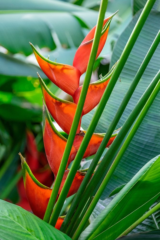 Heliconia art print by Lisa S. Engelbrecht for $57.95 CAD