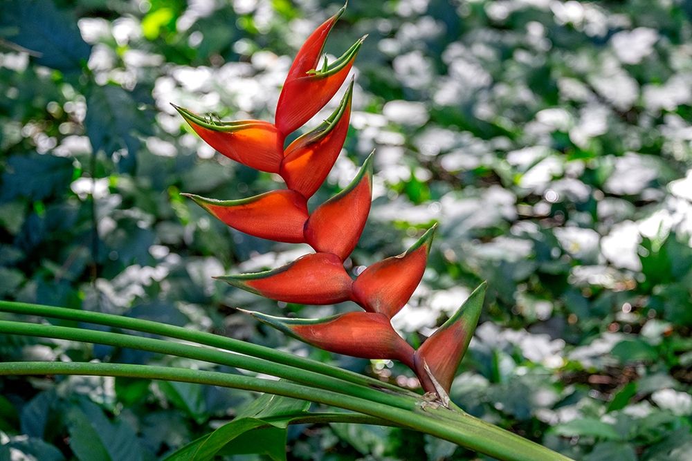Heliconia art print by Lisa S. Engelbrecht for $57.95 CAD
