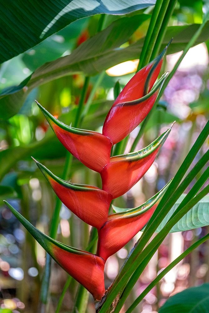 Heliconia art print by Lisa S. Engelbrecht for $57.95 CAD