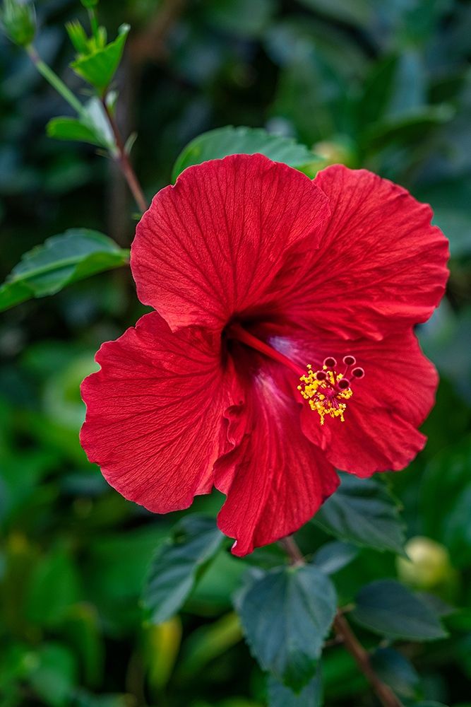 Hibiscus art print by Lisa S. Engelbrecht for $57.95 CAD