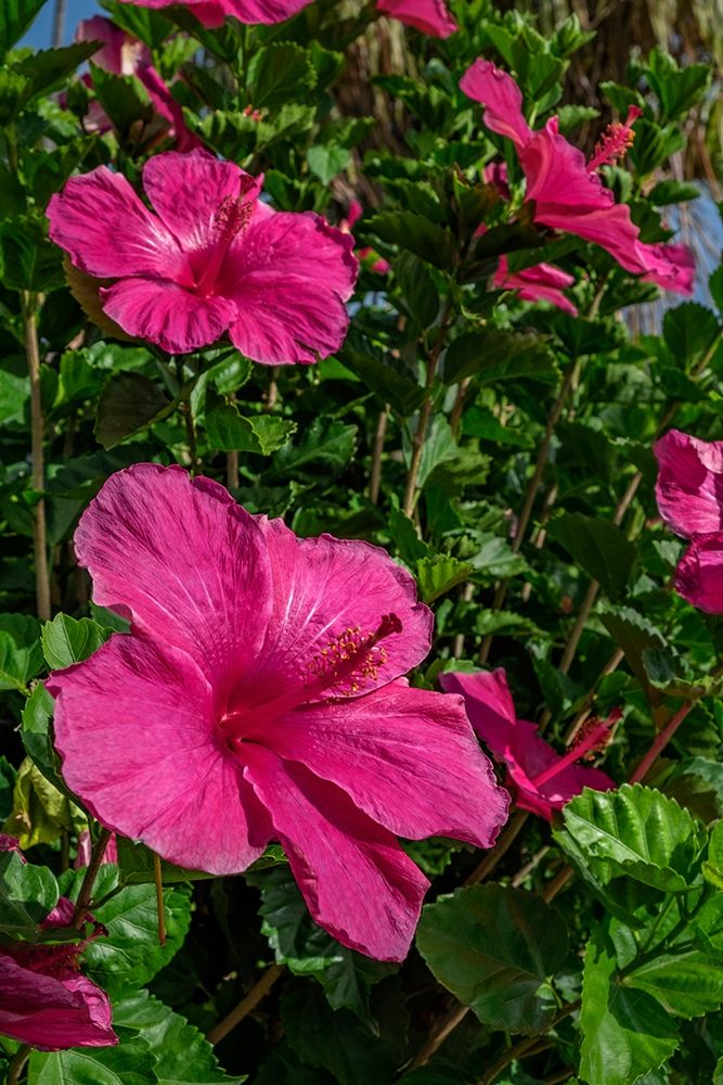 Hibiscus art print by Lisa S. Engelbrecht for $57.95 CAD